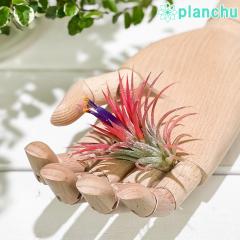 PLANCHU �G�A�v�����c �e�B�����W�A �C�I�i���^ M�T�C�Y 1�� ��ĕ��������t�� Tillandsia ionantha �G�A�[�v�����c �`�����W�A