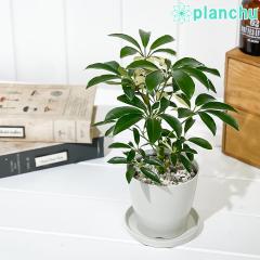 PLANCHU ϗtA VFt A{R [hbv 3.5 󂯎Mt ĕt Schefflera arboricola eMoondropf 
