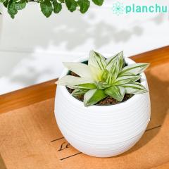 PLANCHU �����A�� �n�I���`�A ���̉؋� 3���۔� �󂯎M�t�� ��ĕ��������t�� Haworthia cymbiformis var. angustana f. variegata