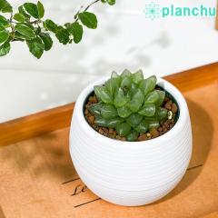 PLANCHU �����A�� �n�I���`�A ����I�u�c�[�T 3���۔� �󂯎M�t�� ��ĕ��������t�� Haworthia obutusa �eHikaru�f