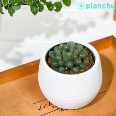 PLANCHU �����A�� �n�I���`�A ���� 3���۔� �󂯎M�t�� ��ĕ��������t�� Haworthia obtusa �I�u�c�[�T