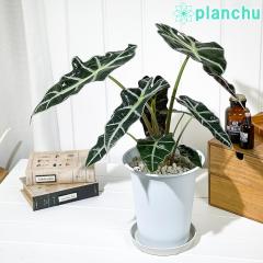 PLANCHU �ϗt�A�� �A���J�V�A �A�}�]�j�J �|���[ 6���� �󂯎M�t�� ��ĕ��������t�� Alocasia �~ amazonica �ePolly�f �A���C�h
