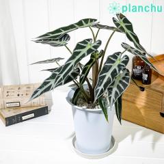 PLANCHU ϗtA AJVA or[m A[ 6 󂯎Mt ĕt Alocasia eBambino Arrowf ACh