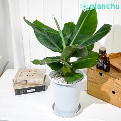 PLANCHU �M�щʎ� �O�ڃo�i�i 6���� �󂯎M�t�� ��ĕ��������t�� Musa acuminata �eDwarf Cavendish�f �T���W���N�o�i�i �o�i�i�̖� �c 