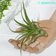 PLANCHU �G�A�v�����c �e�B�����W�A �J�s�^�[�^ M�T�C�Y 1�� ��ĕ��������t�� Tillandsia capitata �G�A�[�v�����c �`�����W�A