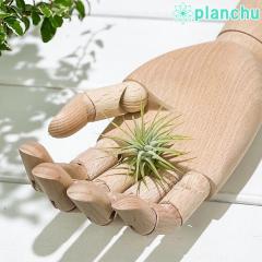 PLANCHU �G�A�v�����c �e�B�����W�A �C�I�i���^ S�T�C�Y 1�� ��ĕ��������t�� Tillandsia ionantha �G�A�[�v�����c �`�����W�A