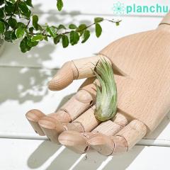 PLANCHU ���[���֔��� �G�A�v�����c �e�B�����W�A �R���r�[ S�T�C�Y 1�� ��ĕ��������t�� Tillandsia scaposa �X�J�|�[�T �G�A�[�v����