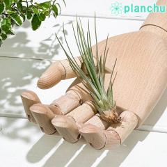 PLANCHU ���[���֔��� �G�A�v�����c �e�B�����W�A �W�����V�t�H���A S�T�C�Y 1�� ��ĕ��������t�� Tillandsia juncifolia �G�A�[�v����