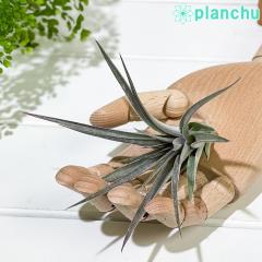 PLANCHU �G�A�v�����c �e�B�����W�A �X�g���N�^ �p�[�v�����C�� 1�� ��ĕ��������t�� Tillandsia stricta �ePurple Rain�f �G�A�[�v����