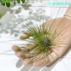 PLANCHU �G�A�v�����c �e�B�����W�A �t�B���t�H���A L�T�C�Y 1�� ��ĕ��������t�� Tillandsia filifolia �G�A�[�v�����c �`�����W�A