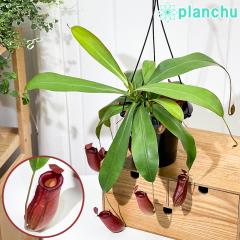 PLANCHU �H���A�� �l�y���e�X ���f�B���b�N 5���݂蔫 ��ĕ��������t�� Nepenthes �eLady Luck�f �E�c�{�J�Y��