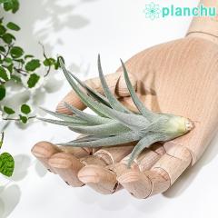 PLANCHU �G�A�v�����c �e�B�����W�A �A�G�����g�X �U �s���N 1�� ��ĕ��������t�� Tillandsia aeranthos �eThe Pink�f �G�A�[�v�����c 
