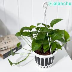 PLANCHU �ϗt�A�� �|�g�X �p�[�t�F�N�g�O���[�� 5���݂蔫 ��ĕ��������t�� Epipremnum aureum �ePerfect Green�f �G�s�v�����i�� �A��