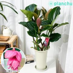 PLANCHU �M�щԖ� ���f�B�j�� �}�O�j�t�B�J �t�������R 7���� �󂯎M�t�� ��ĕ��������t�� Medinilla magnifica �eFlamenco�f �ϗt�A�� 