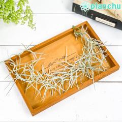 PLANCHU ���[���֔��� �G�A�v�����c �e�B�����W�A �E�X�l�I�C�f�X ���t S�T�C�Y 1�� H30cm�O�� ��ĕ��������t�� Tillandsia usneoides 
