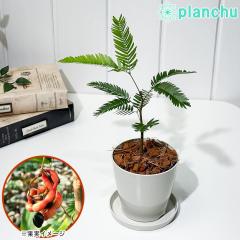 PLANCHU �ϗt�A�� �G�o�[�t���b�V�� 3.5���� �󂯎M�t�� ��ĕ��������t�� Cojoba arborea var. angustifolia �R���o �A�J�T���l���m�L