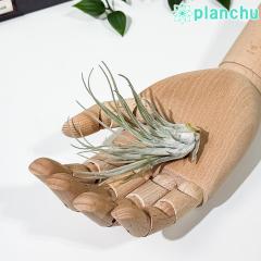 PLANCHU �G�A�v�����c �e�B�����W�A �x���b�L�A�[�i M�T�C�Y 1�� W8�~H8cm�O�� ��ĕ��������t�� Tillandsia velickiana �G�A�[�v�����c 
