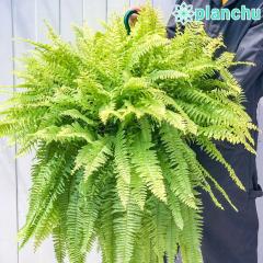 PLANCHU �ϗt�A�� �l�t�����s�X �n�b�s�[�S�[���f�� 8���݂蔫 ��ĕ��������t�� Nephrolepis exaltata �eHappy Golden�f �{�X�g���t�@�[