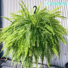PLANCHU �ϗt�A�� �l�t�����s�X �{�X�g���u���[�x�� 8���݂蔫 ��ĕ��������t�� Nephrolepis exaltata �eBlue Bell�f �{�X�g���t�@�[�� 