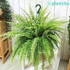 PLANCHU �ϗt�A�� �l�t�����s�X �{�X�g���u���[�x�� 8���݂蔫 ��ĕ��������t�� Nephrolepis exaltata �eBlue Bell�f �{�X�g���t�@�[�� 
