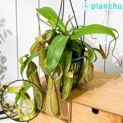 PLANCHU �H���A�� �l�y���e�X ���C�[�U 5���݂蔫 ��ĕ��������t�� Nepenthes �~ Louisa �E�c�{�J�Y��