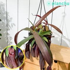 PLANCHU �H���A�� �l�y���e�X ���x�b�J 5���݂蔫 ��ĕ��������t�� Nepenthes �eRebecca soper�f �E�c�{�J�Y��
