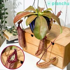 PLANCHU �H���A�� �l�y���e�X �~�����_ 5���݂蔫 ��ĕ��������t�� Nepenthes �eMiranda�f �E�c�{�J�Y��