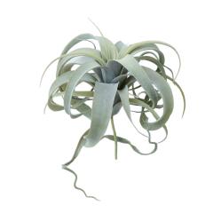 �l�H�ϗt�A�� �L�Z���O���t�B�J �s�b�N�i1����j991211 �G�A�v�����c �s�b�N�^�C�v �C���e���A �t�F�C�N�O���[�� ���� AIRPLANT PICK 