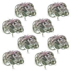 �l�H�ϗt�A�� �L�Z���O���t�B�J �s�b�N ���b�h�i8����j991220 �G�A�v�����c �s�b�N�^�C�v �C���e���A �t�F�C�N�O���[�� ���� AIRPLANT