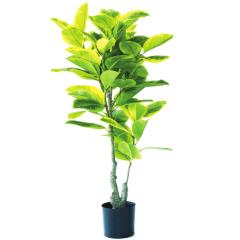 lHϗtA tBJX AeV} |bg 135i1j993050 ؃|bg rOAItBXTCY CeA tFCNO[ 