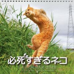 猫カレンダー2023｜卓上や日めくり、壁掛けなどかわいい人気カレンダー