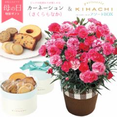 ��̓��M�t�g 2026 ���ԂƃX�C�[�c�Z�b�g �J�[�l�[�V���� ���A�� ���� ��������Ȃ� �p�e�B�X���[ �L�n�` �s���N �Ă��َq �l�ߍ��킹 �m