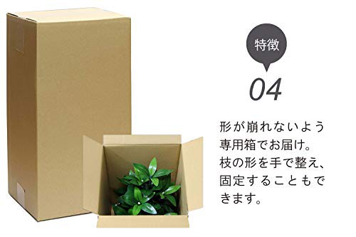 送料無料 まるで本物 創価学会 会館仕様 専用箱入り おしきみ 国産品質 光触媒 造花 28 5cm 1本の通販はau Pay マーケット Sflow