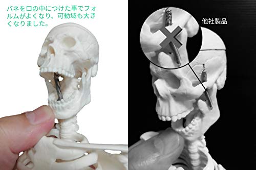 OWLIAN 人体骨格模型 骨格標本 全身 直立型 関節可動 骸骨 教材
