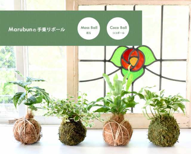 苔玉 ココボール シリーズ パキラと観葉植物専門店marubun Au Pay マーケット