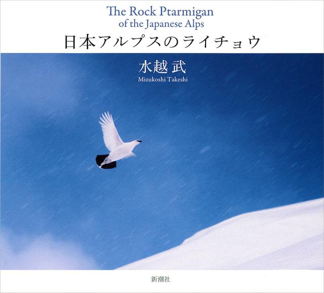 日本アルプスのライチョウ/水越武の通販は 5,143円