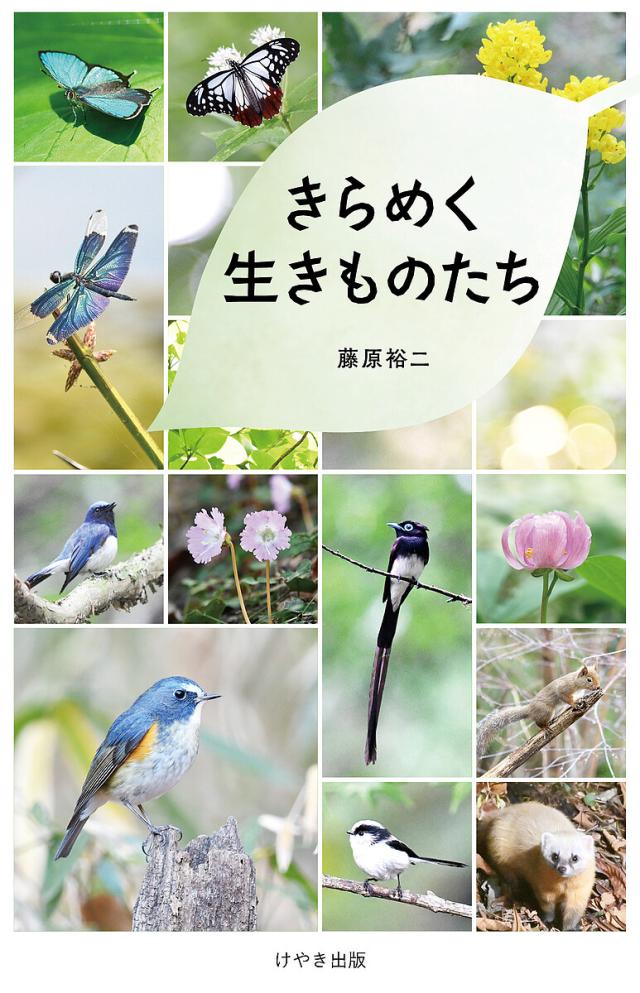 けいきものページ みぢかないきものみつけた！：おもちゃ：百町森