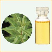 【生活の木】レモンバーベナ 3mLの通販は