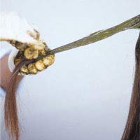 ジャパンヘナ ヘナ用 JHヘアオイル 1000ml E-5の通販はau PAY