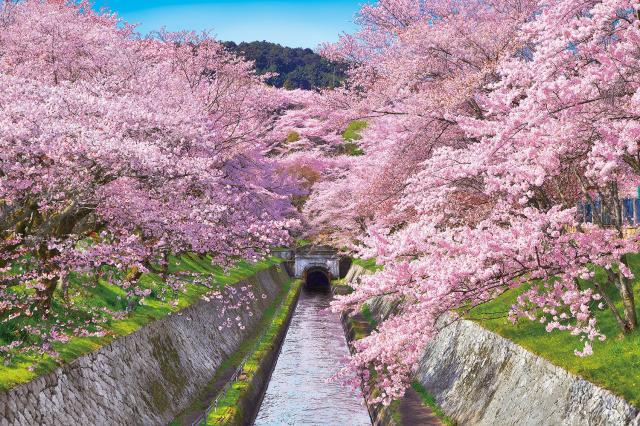 1000ピース ジグソーパズル めざせ! パズルの達人 桜咲く琵琶湖疎水