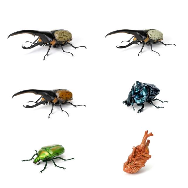 いきもの大図鑑 かぶとむし07 × 全6種 フルコンプ ガチャガチャ カプセルトイ