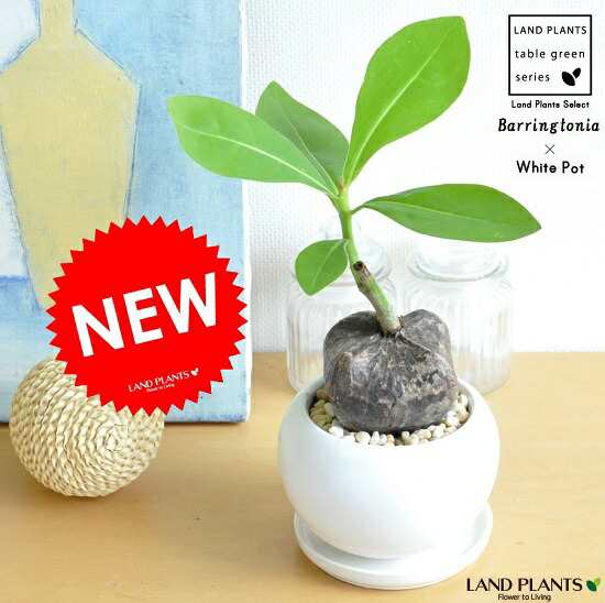 New バーリングトニア 白色大丸型陶器鉢に植えた 碁盤の足 漂流植物大きな種 Barringtonia Acutangula マングローブ アクタンギの通販はwowma Land Plants