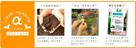 New バーリングトニア 白色大丸型陶器鉢に植えた 碁盤の足 漂流植物大きな種 Barringtonia Acutangula マングローブ アクタンギの通販はwowma Land Plants