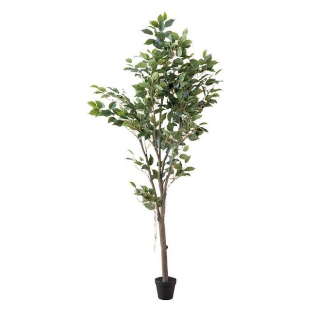 フィカスツリー 80955 【直送品】 返品・キャンセル・他商品と同時購入は不可