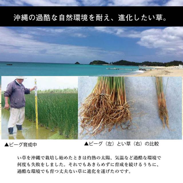 日本製 国産 純国産 沖縄ビーグ ラグ い草 約191×191cm 沖縄ビーグを使用した、国産い草ラグ_3