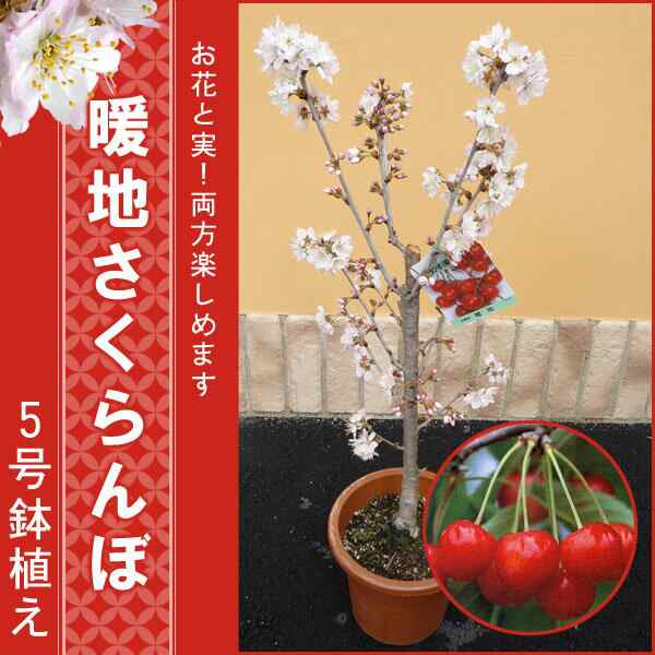 花終わり品 育てやすい 暖地サクランボ鉢植え５号鉢 だんちさくらんぼ 取置不可 8分咲き 満開の状態でのお届けとなります の通販はau Pay マーケット ｆｌｅｕｒ ｔｏｗｎ 吉本花城園