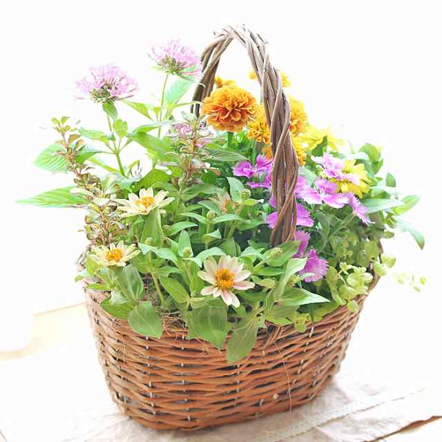 敬老の日の寄せ植えギフト バスケット寄せ植え かご寄せ植え 敬老の日 ギフト 送料無料 北海道沖縄東北発送不可 敬老の日 鉢物の通販はau Pay マーケット さいじょう緑花 敬老の日の寄せ植えギフト バスケット寄せ植え かご寄せ植え 敬老の日 ギフト 送料無料 北海道沖縄東北発送不可 敬老の日 鉢物の通販はau Pay マーケット さいじょう緑花