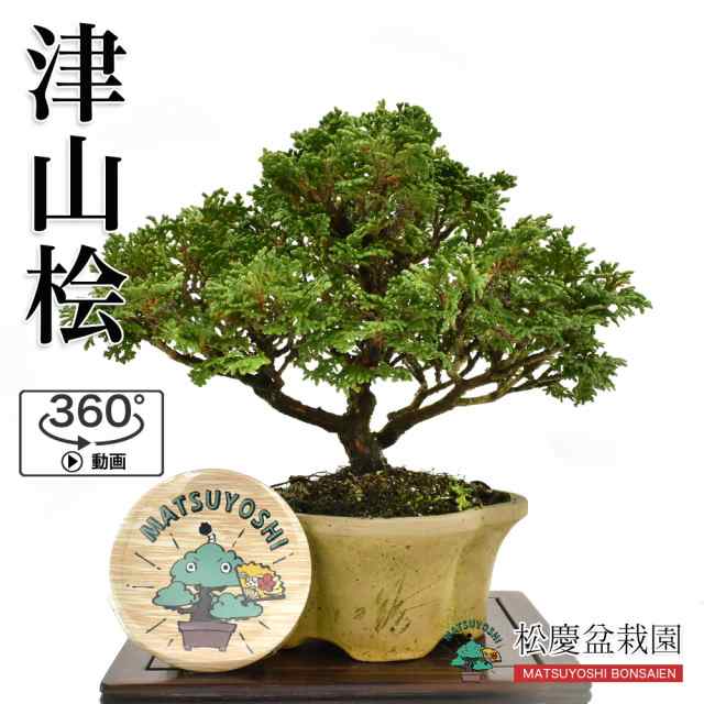 盆栽 小品盆栽 津山檜 ひのき 津山桧 現物販売 Bonsai 360度動画付きの通販はau Pay マーケット 松慶盆栽園