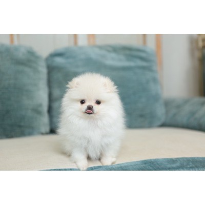 単行本 白もこ犬倶楽部 スーパー アイドル犬 白もこファーファーのエトセトラの通販はau Pay マーケット Hmv Books Online 単行本 白もこ犬倶楽部 スーパー アイドル犬 白もこファーファーのエトセトラの通販はau Pay マーケット Hmv Books Online