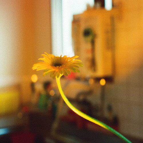 後日改めて伺います(映像付通常盤)/PEDRO[CD+DVD]【返品種別A】の通販は 5,460円